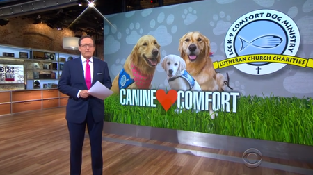 CBS news sharing story of canine comfort dogs